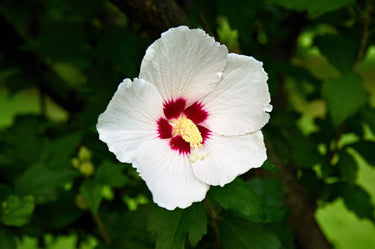 25 White & Hot Pink ROSE Of SHARON HIBISCUS Syriacus Flower Tree Bush Seeds